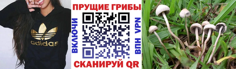 Галлюциногенные грибы GOLDEN TEACHER Лакинск